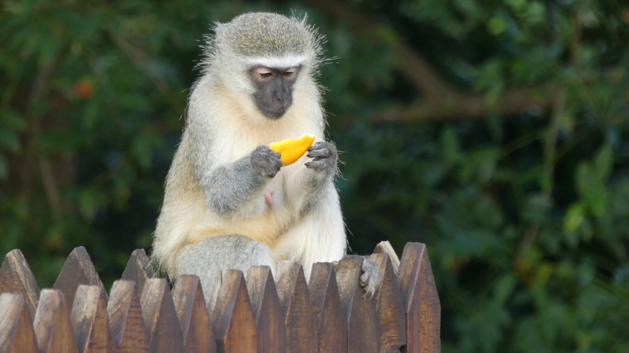 Vervet Monkey 2